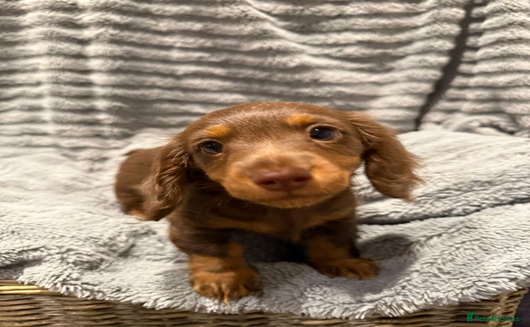 Miniature Dachshund dogs - Advert 8