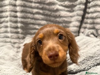 Miniature Dachshund dogs - Advert 6