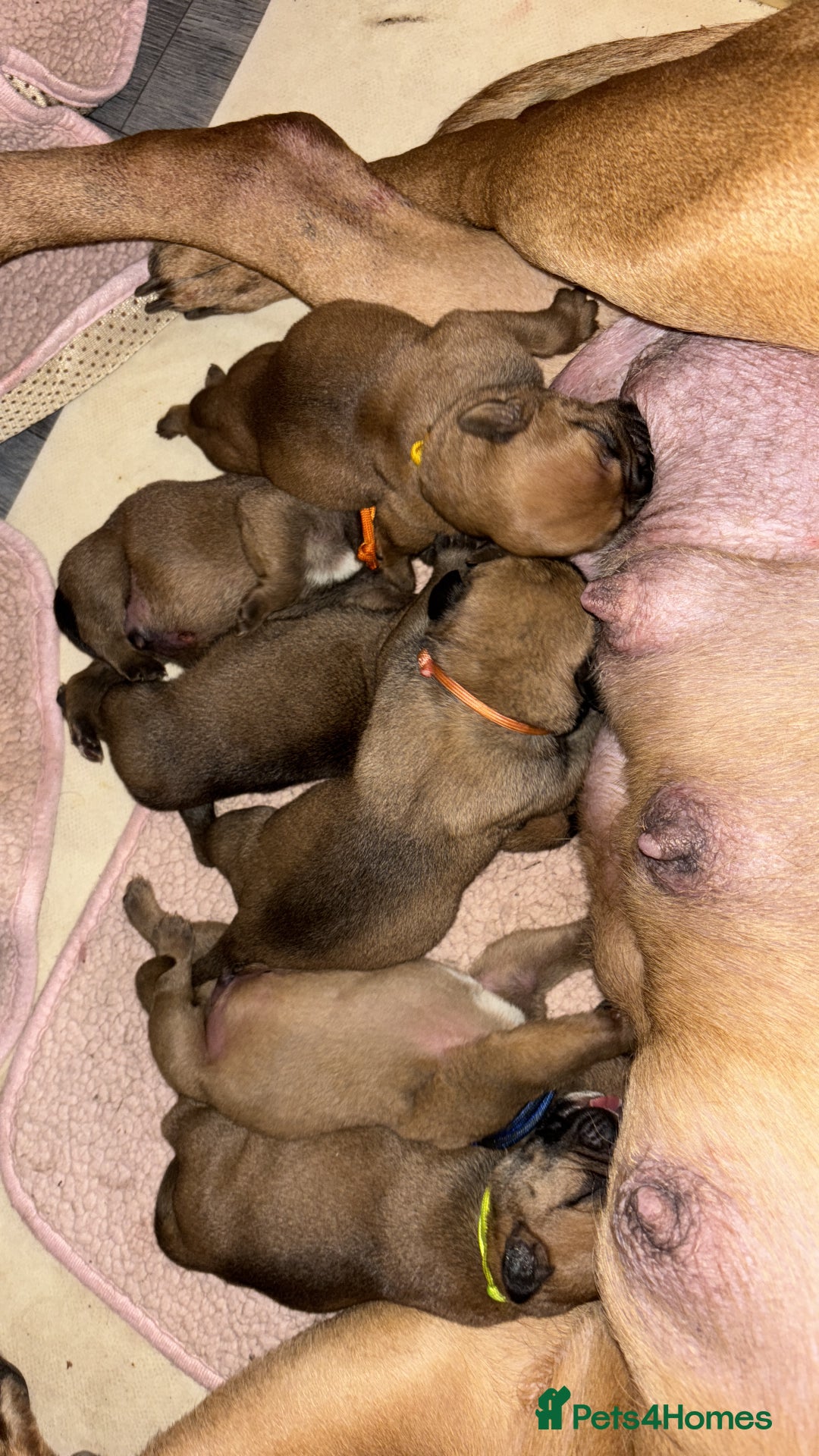 Bullmastiff dogs for sale: Beautiful litter of KC Reg bullmastiff puppies - Advert 8