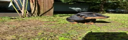 Miniature Dachshund dogs for sale: Miniature Dachshund Boy PRA Clear ready to go in Ammanford - Advert 12