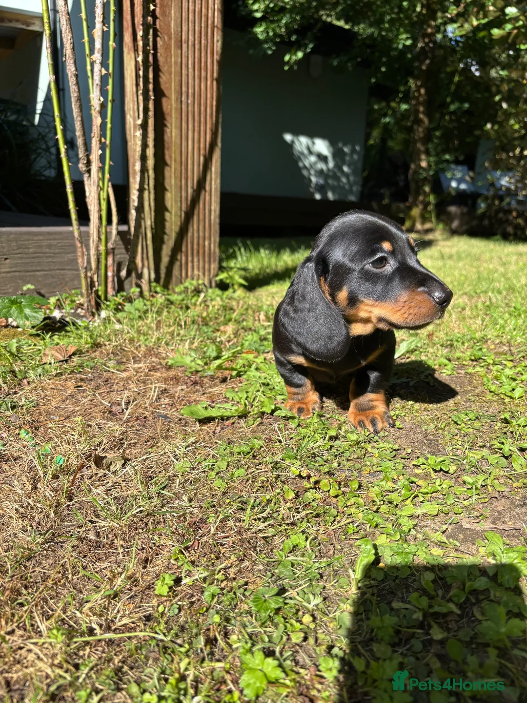 Miniature Dachshund dogs for sale: Miniature Dachshund Boy PRA Clear ready to go in Ammanford - Advert 12