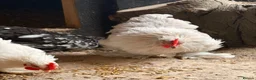 Chickens poultry for sale: Pekins , silkie and kaki campbell ducks - Advert 12