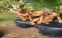 Rhodesian Ridgeback dogs for sale: EXCEPTIONAL OPPORTUNITY TO PURCHASE SHOW QUALITY  - Image 15