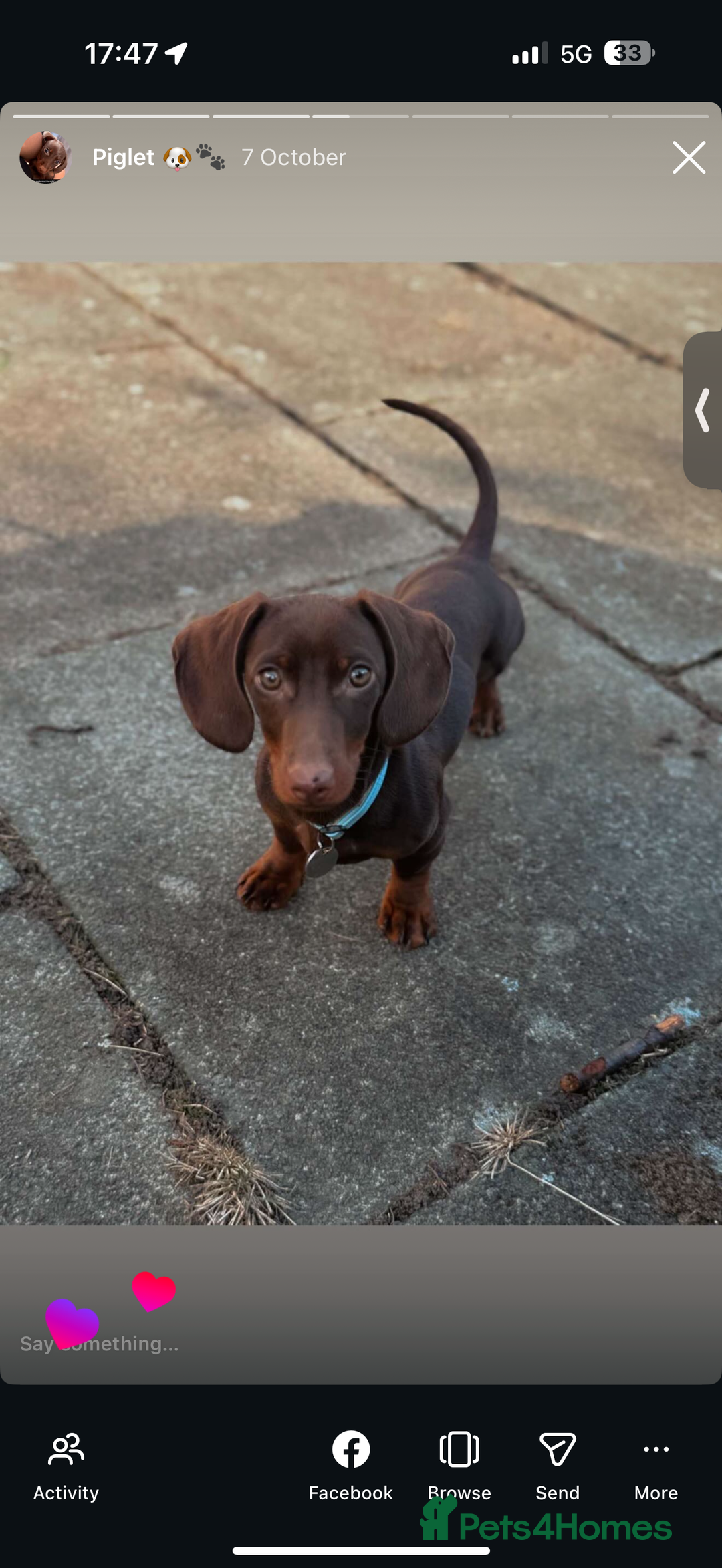 Miniature Dachshund dogs for sale: 6 months miniature dachshund - Advert 2