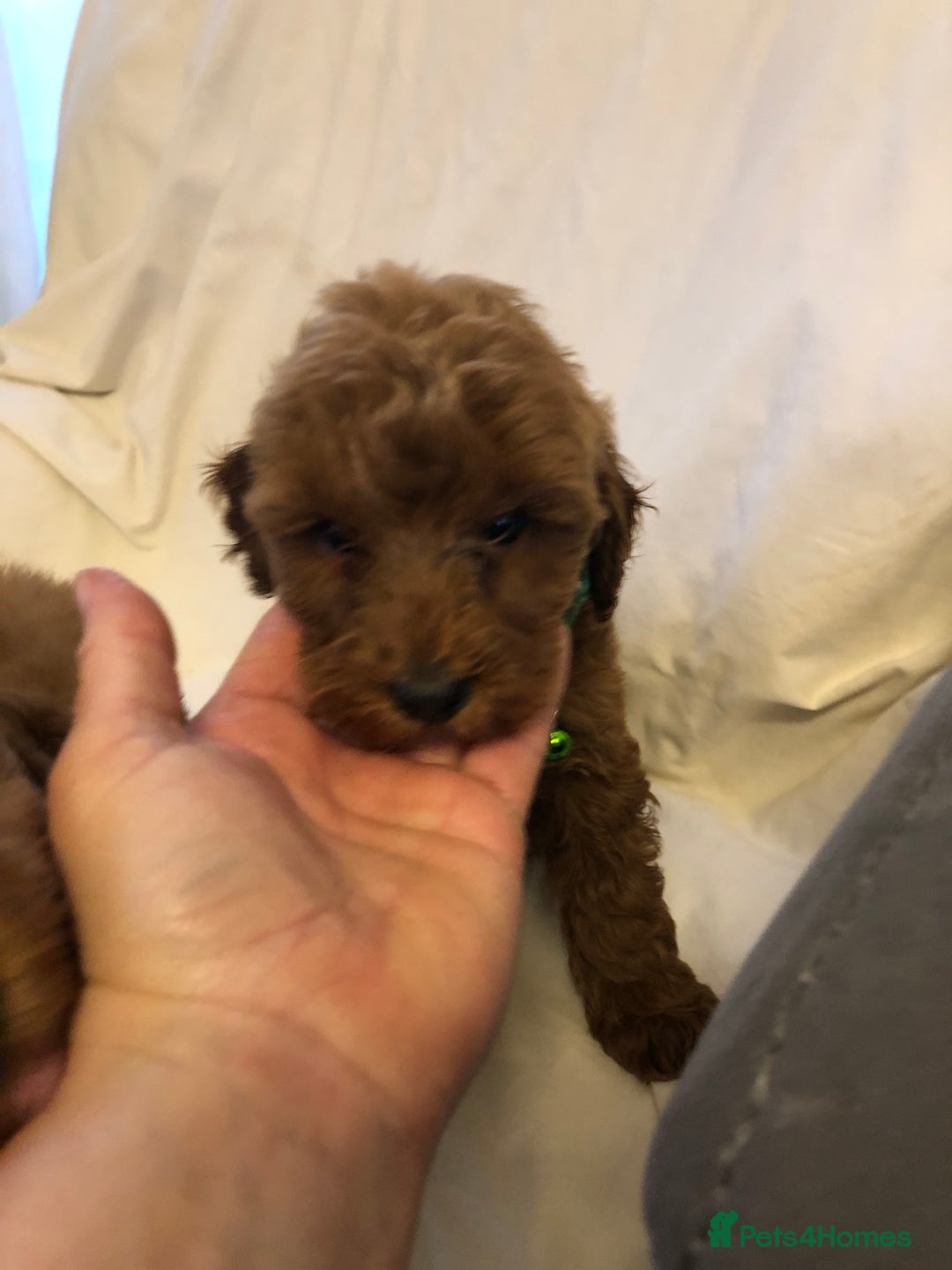 Cockapoo dogs for sale: Cockapoos - Advert 23