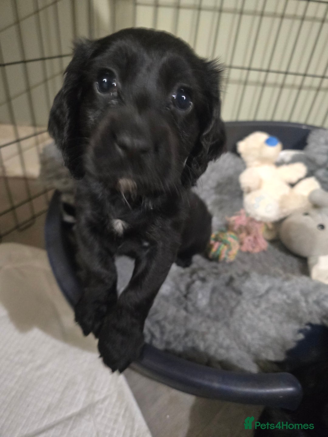 Cocker Spaniel dogs for sale: Working Cocker Spaniel puppies - Advert 9