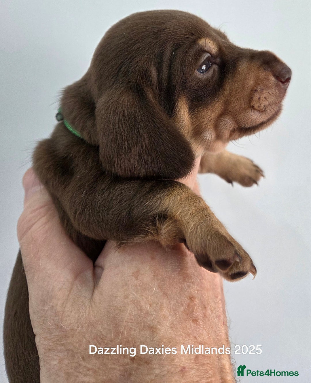 Miniature Dachshund dogs for sale: Shorthaired Minature Daschunds  - Image 5
