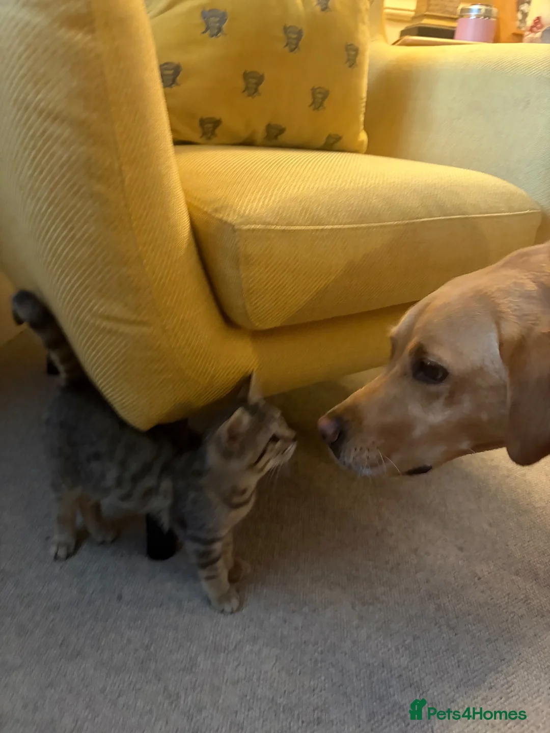 Mixed Breed cats for sale: Beautiful kittens  - Advert 2