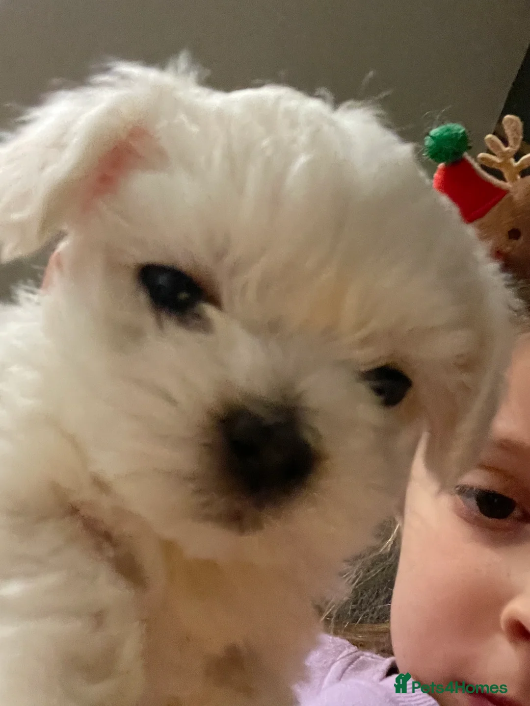 Maltese dogs for sale: Bichon Frise 2 lovely boys - Advert 5