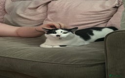 Domestic Shorthair cats for sale: 3 Year old cat for rehome - Image 3