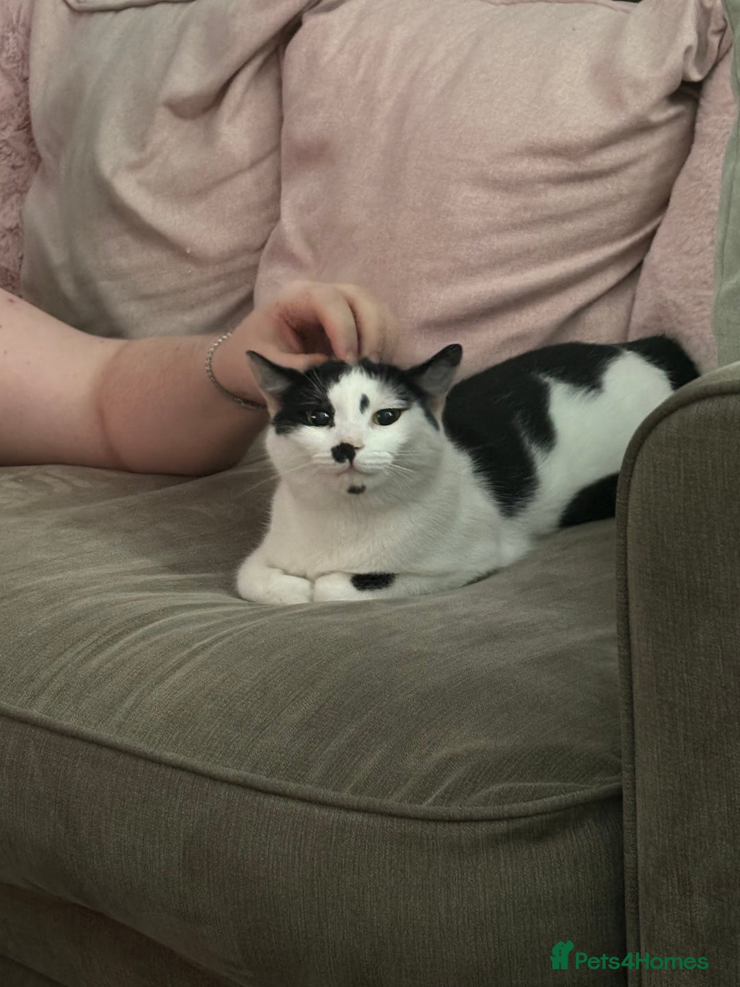 Domestic Shorthair cats for sale: 3 Year old cat for rehome - Image 3
