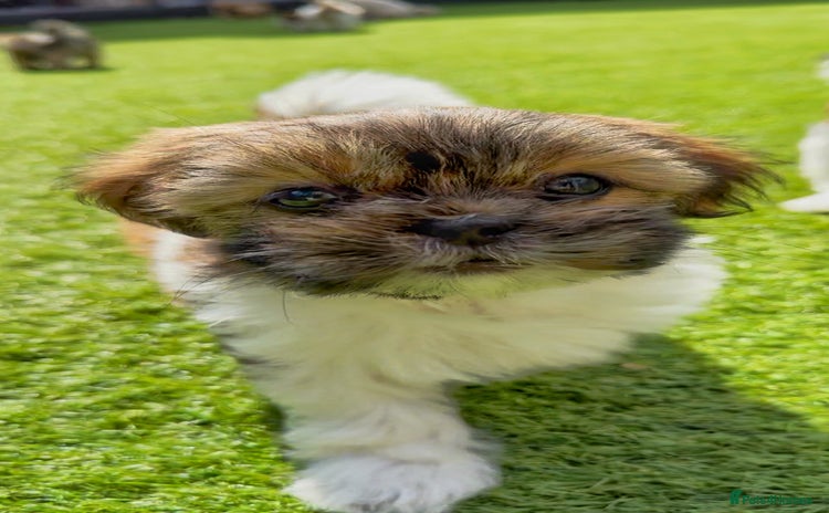 Mi-Ki dogs - Advert 1
