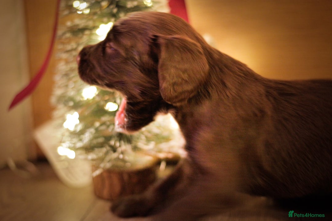 Cocker Spaniel dogs for sale: Working cocker spaniels  - Advert 6