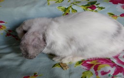 Mini Lop rabbits for sale: Pedigree Mini Lops - Image 12