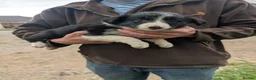 Border Collie dogs for sale: Isds registered pups  in Richmond - Advert 11