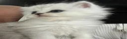 Persian cats for sale: Persian boy  - Advert 11