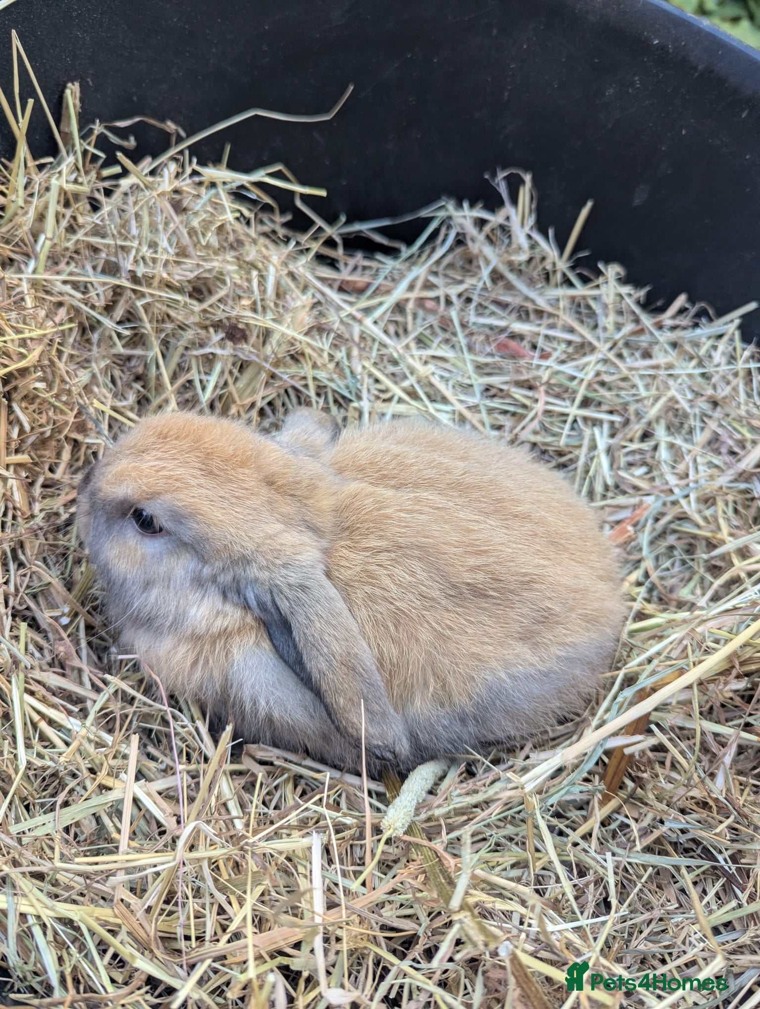 Mini Lop rabbits Mini Lop, last one left - Advert 1