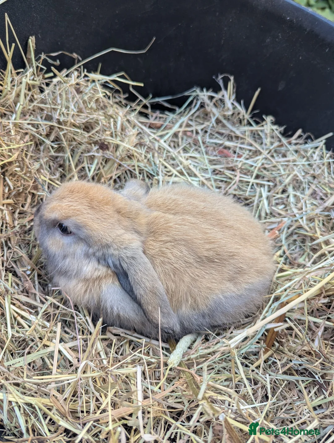 Mini Lop rabbits for sale: Beautiful Mini Lops - Advert 8