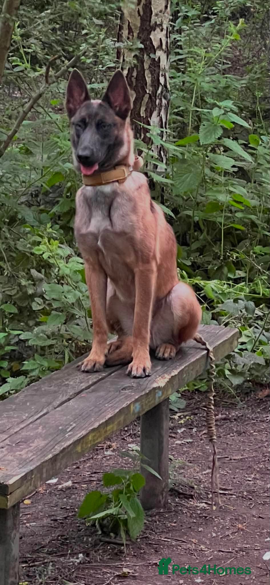 Belgian Shepherd Dog dogs 1 Year Old Belgian Malinois - Advert 1