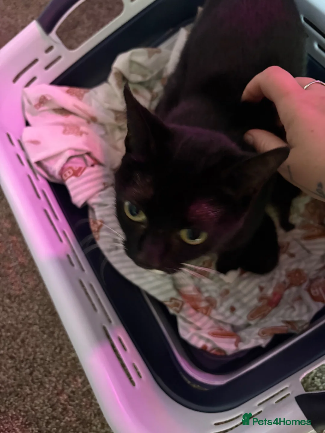 Mixed Breed cats for sale: 5 black kittens ready in May - Advert 3