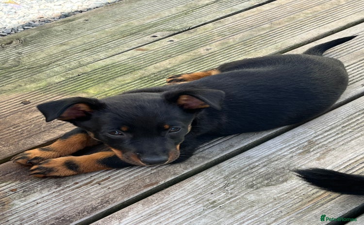 Lancashire Heeler dogs - Advert 2