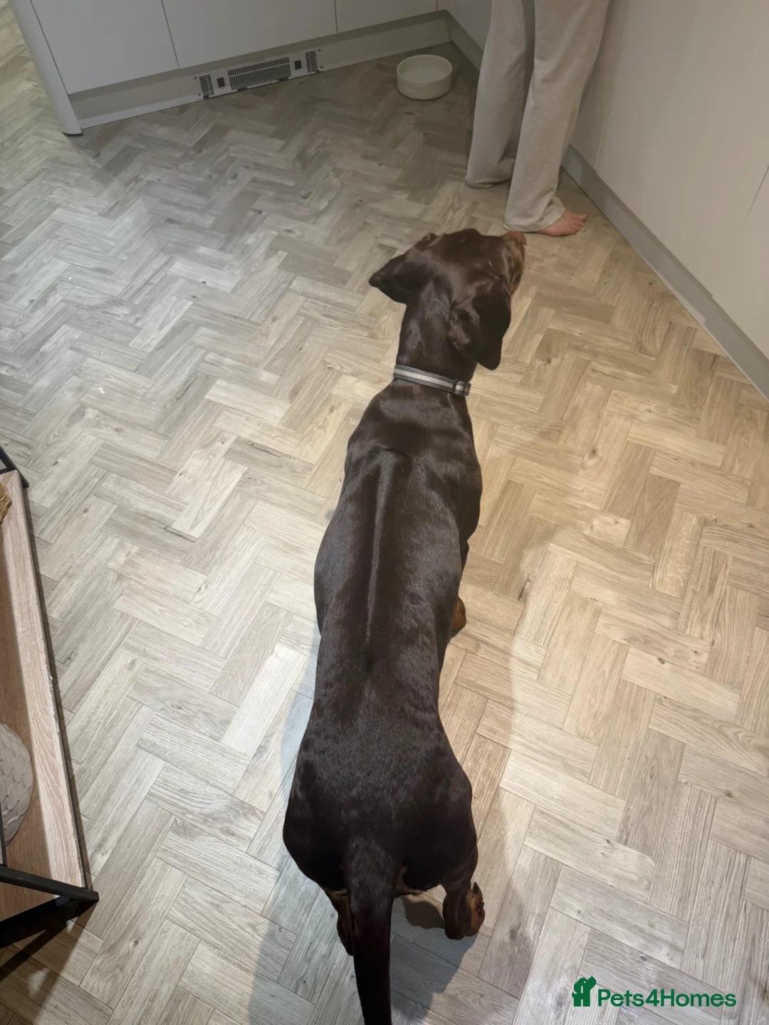 Rhodesian Ridgeback dogs for sale: KC registered Rhodesian ridgeback  8month old  - Advert 4