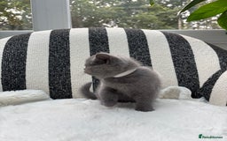 British Shorthair cats for sale: British Shorthair Kittens  - Image 12