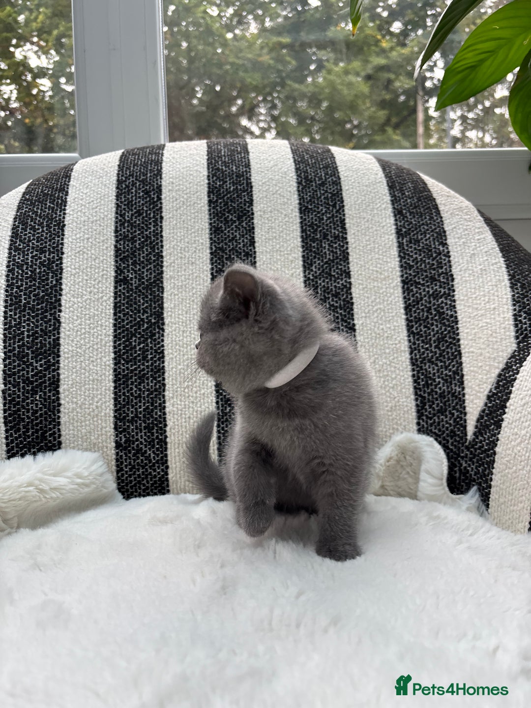 British Shorthair cats for sale: British Shorthair Kittens  - Image 12