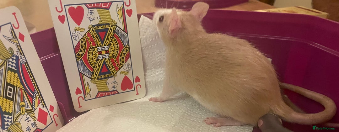 Rat rodents for sale: Baby dwarf rats  - Image 4