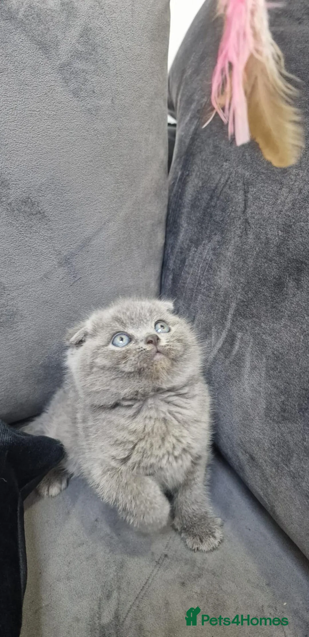 British Shorthair cats for sale: Gorgeous Scottish Fold/British Shorthair Kittens! - Advert 2