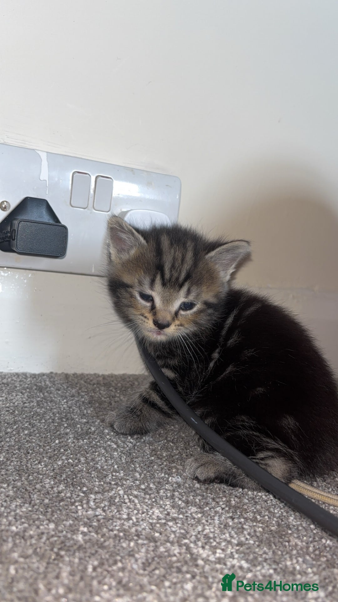 Domestic Shorthair cats for sale: Our Tabby has had kittens again - Advert 9