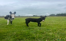 Donkey livestock for sale: Nigel the jack donkey foal  - Image 2