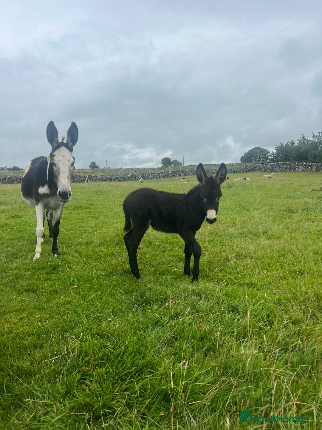 Donkey livestock for sale: Nigel the jack donkey foal  - Image 2
