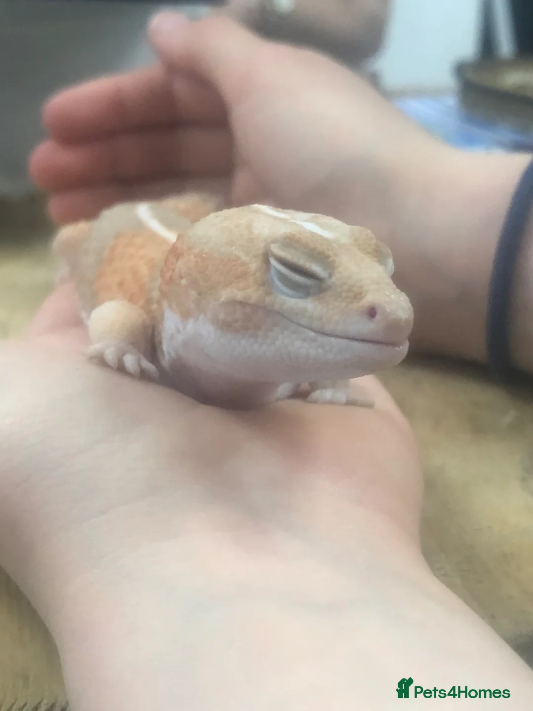 Gecko reptiles for sale: African fat tail gecko (albino) in Warwick - Advert 1