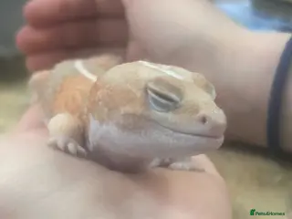 Gecko reptiles African fat tail gecko (albino) - Advert 18