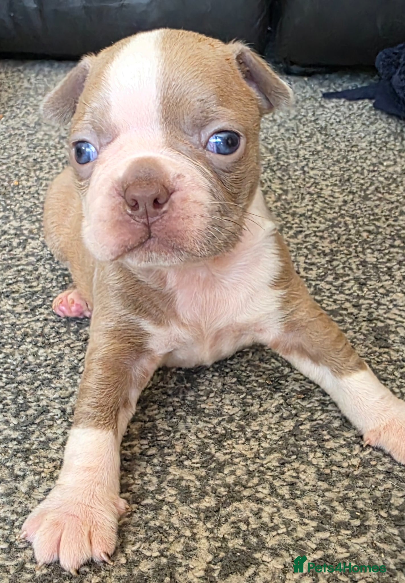 Boston Terrier dogs Stunning KC registered Boston Terrier puppies - Advert 1