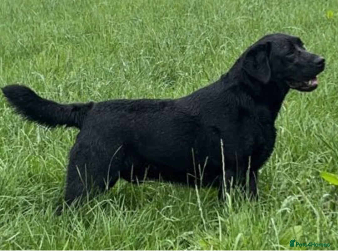 Labrador Retriever dogs for sale: Gorgeous KC Registered Labrador Retriever Puppies - Image 29