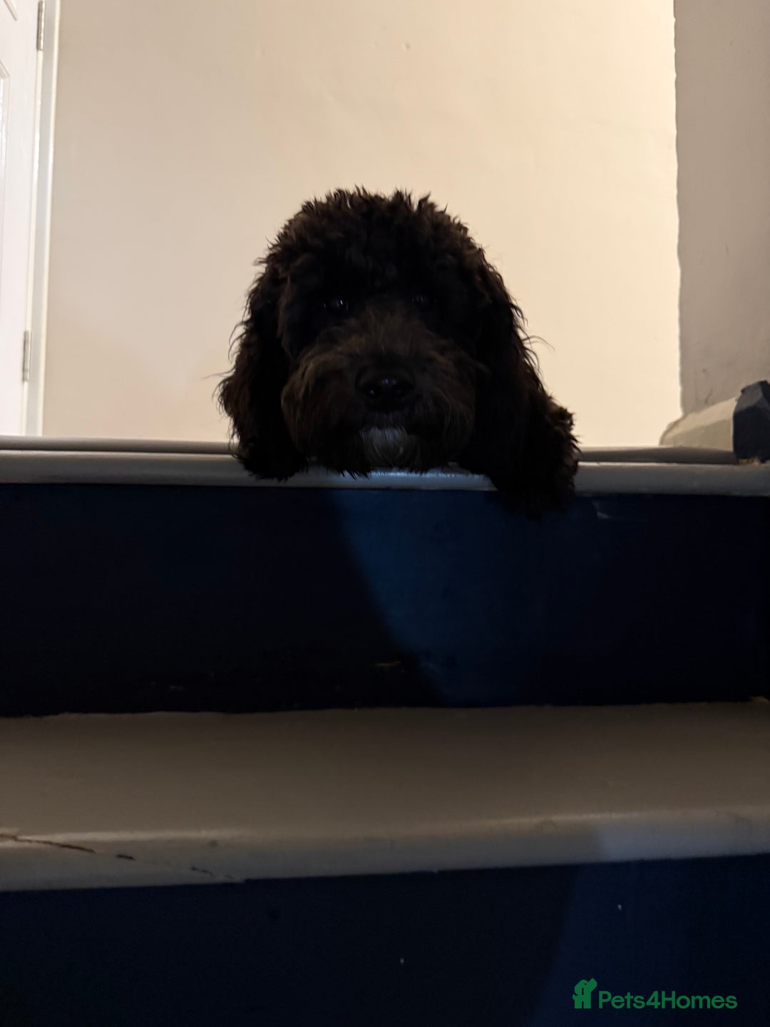 Cockapoo dogs for sale: Make cockerpoo - Image 3