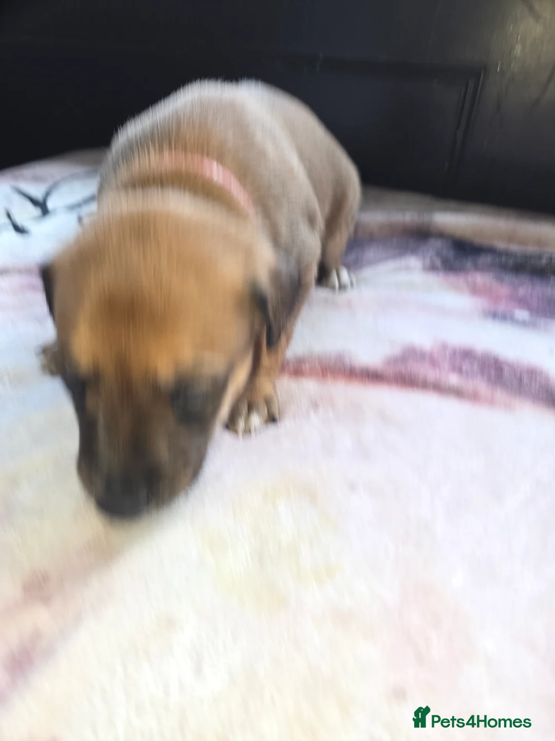 Mixed Breed dogs for sale: Saluki x lurcher hybrid  - Advert 16