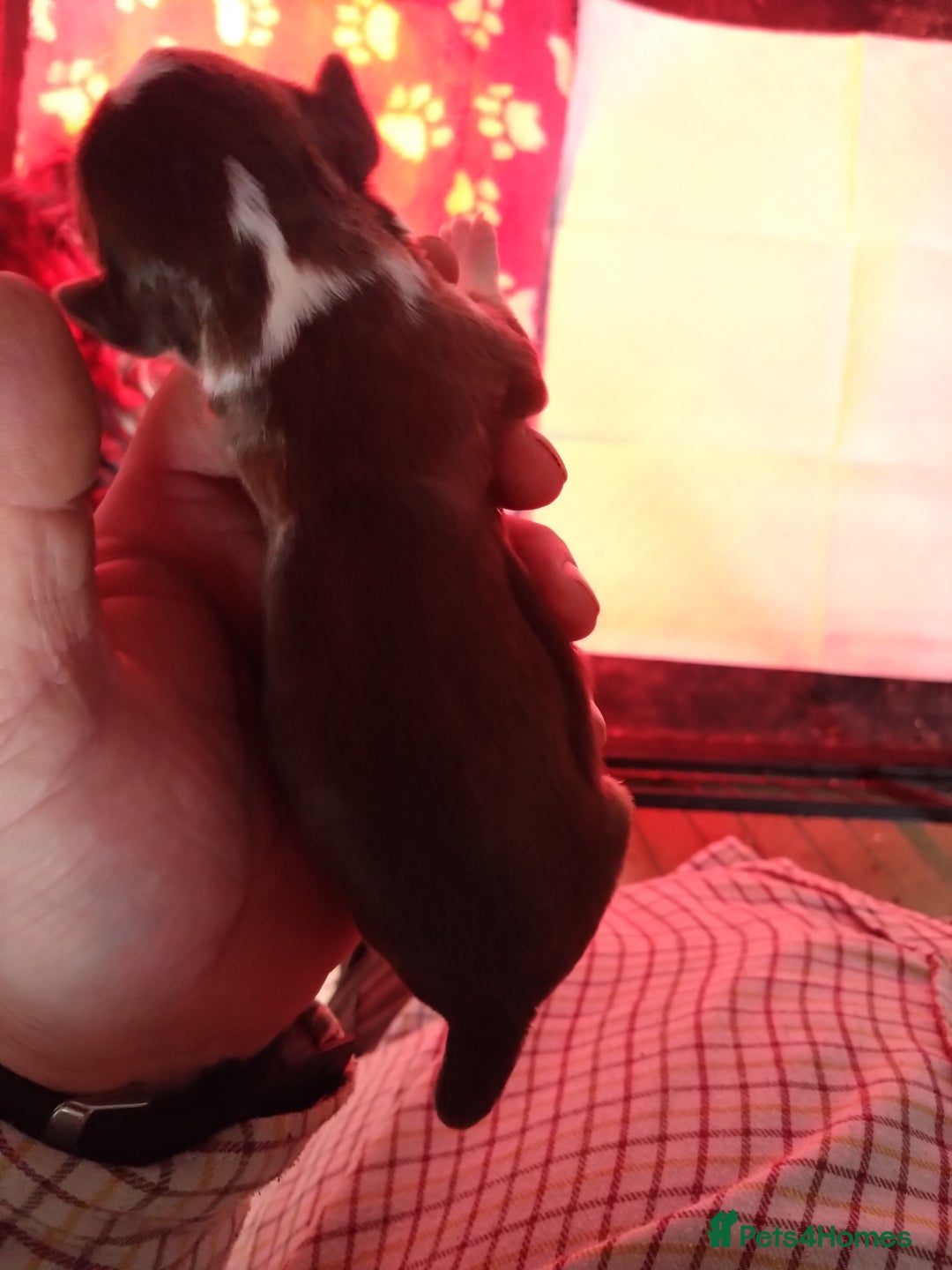 Cocker Spaniel dogs for sale: Working cocker spaniel pups  - Advert 6