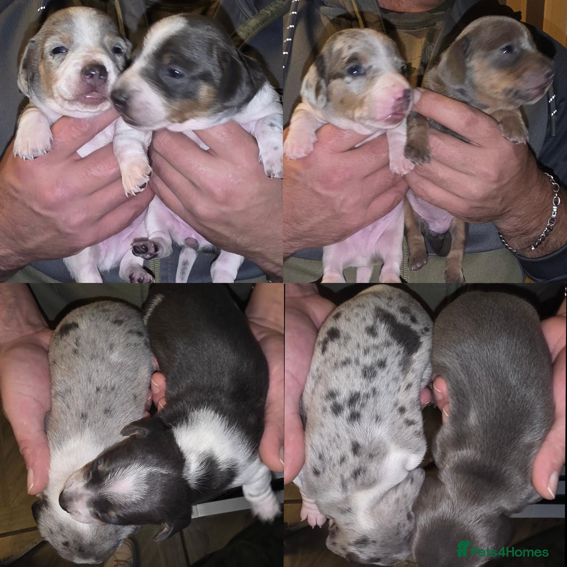 Dachshund dogs for sale: Mini dashunds puppies - Advert 1
