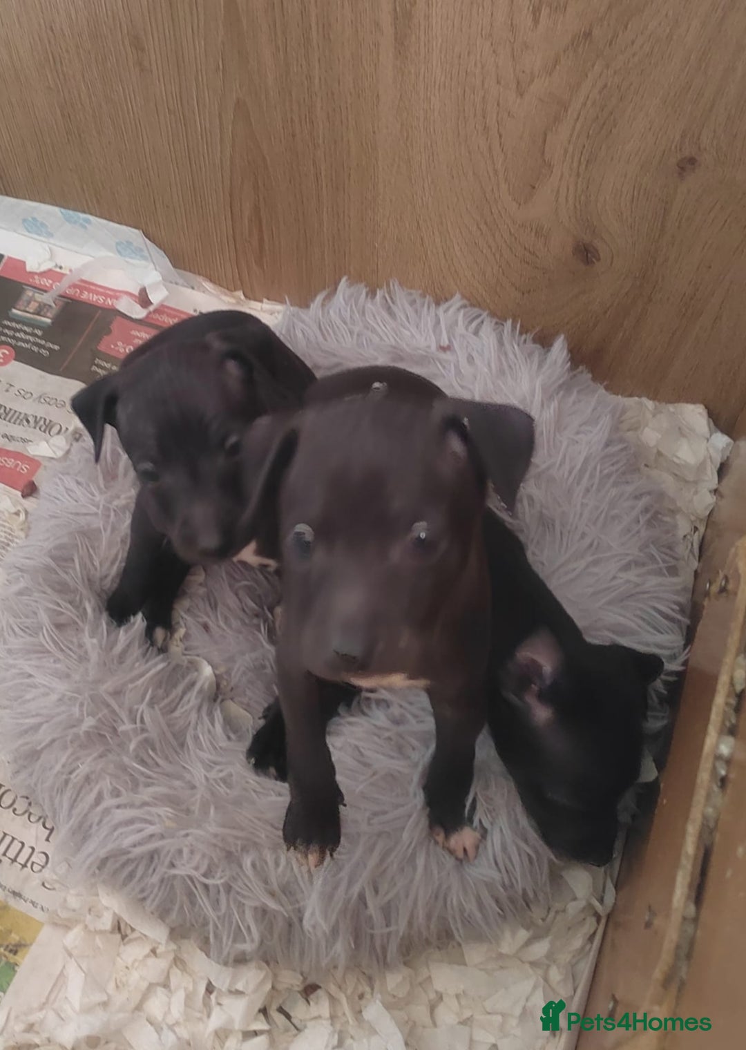 Italian Greyhound dogs for sale: Full bred Italian greyhound pups - Advert 7