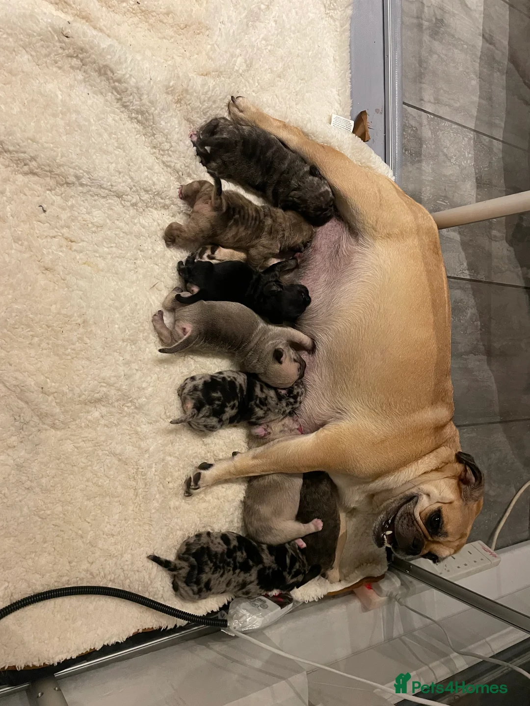 Mixed Breed dogs for sale: Frugs - Advert 1