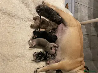 Mixed Breed dogs Frugs - Advert 1