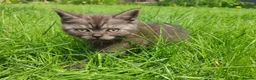 Scottish Fold cats for sale: REDUCED ❤️❤️Tabby cat😘Luxury Scottish❤️❤️❤️❤️❤️❤️ - Advert 24