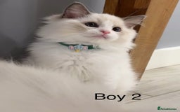 Ragdoll cats for sale: Beautiful Ragdoll for sale - Image 3