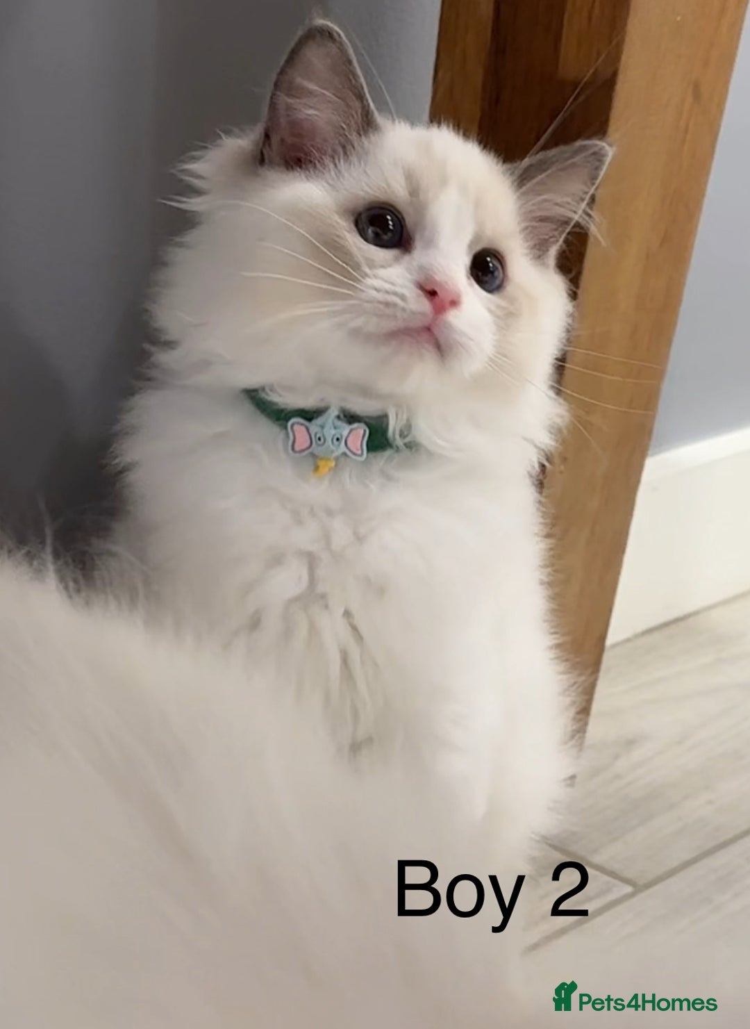 Ragdoll cats for sale: Beautiful Ragdoll for sale - Image 3