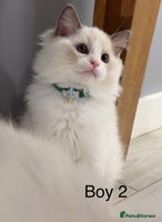 Ragdoll cats - Advert 6