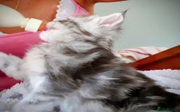 Maine Coon cats for sale: 3 Adorable Female Maine coon Kittens - Image 10