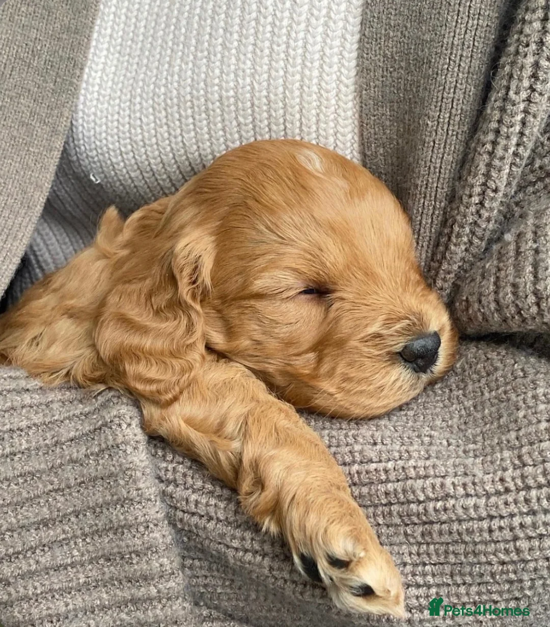 Cockapoo dogs for sale: ✨ EXCLUSIVE WAITING LIST NOW OPEN ✨ - Advert 5